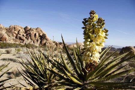 Mojave yucca (Yucca schidigera); Indian Cove Campground