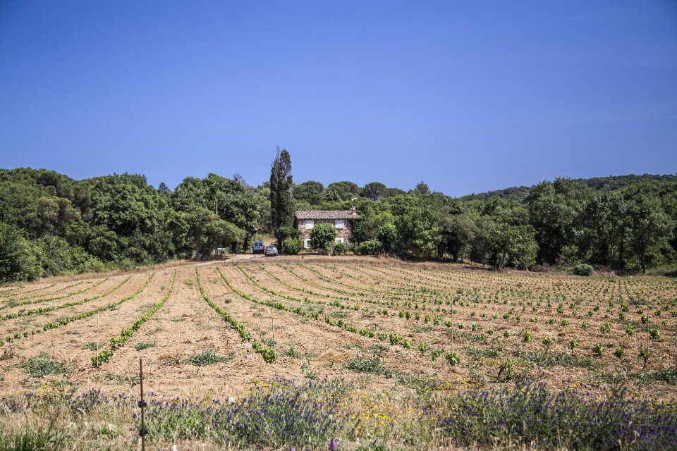 Summer landscape provence