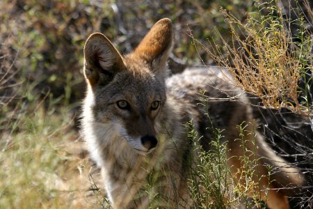 Coyote photo