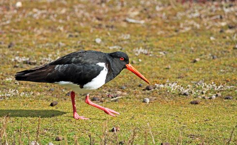Intervention red beak sea birds