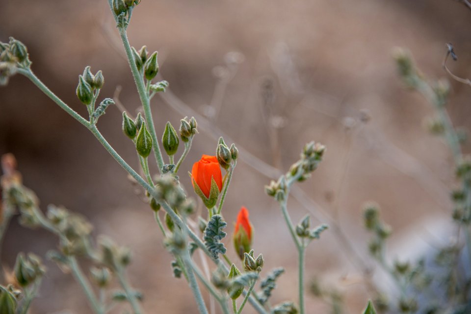 Globemallow (Sphaeralcea ambigua)