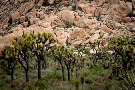 Balloon litter floating among Joshua trees