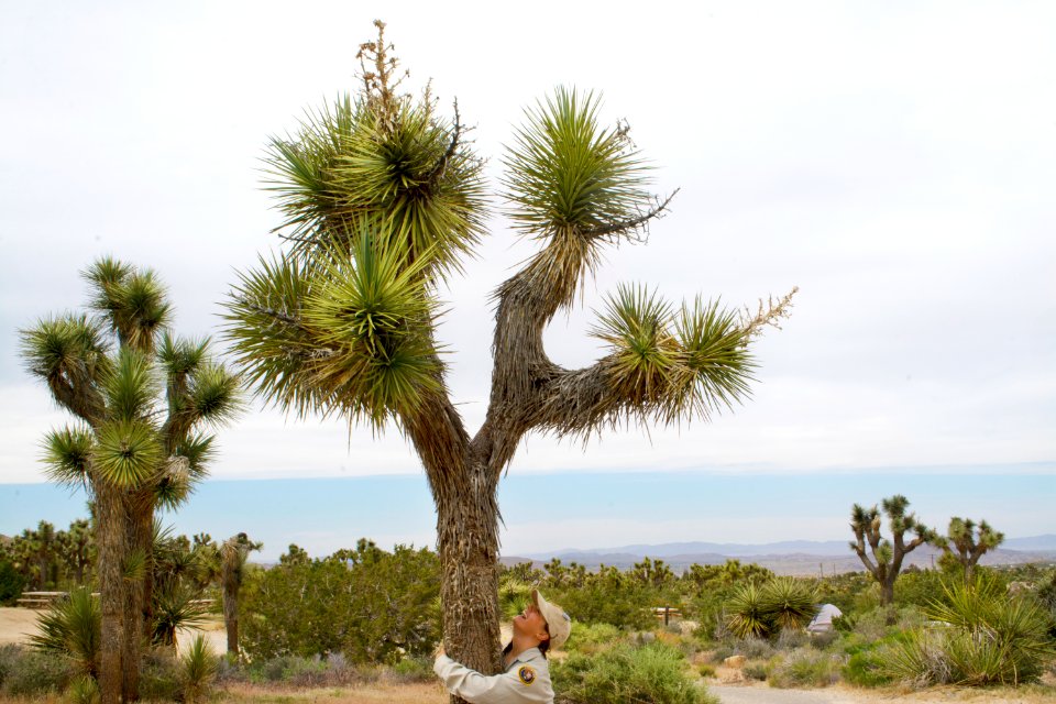 Volunteer and Joshua tree