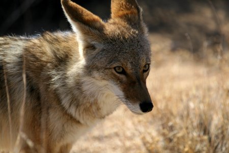 Coyote (Canis latrans)