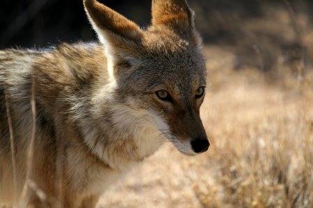 Coyote (Canis latrans) photo