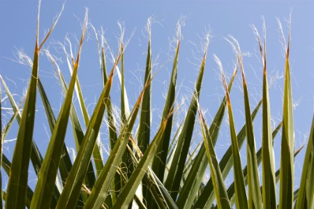 California fan palm (Washintonia filifera); Lost Palms Oasis