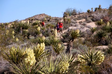 Hiking to Lost Palm Oasis photo