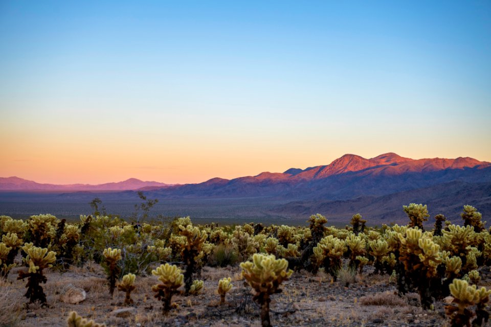 Cholla Cactus Garden; teddybear cholla (Cylindropuntia bigelovii) at sunset