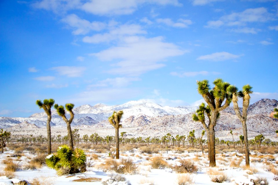 Juniper Flats area under snow
