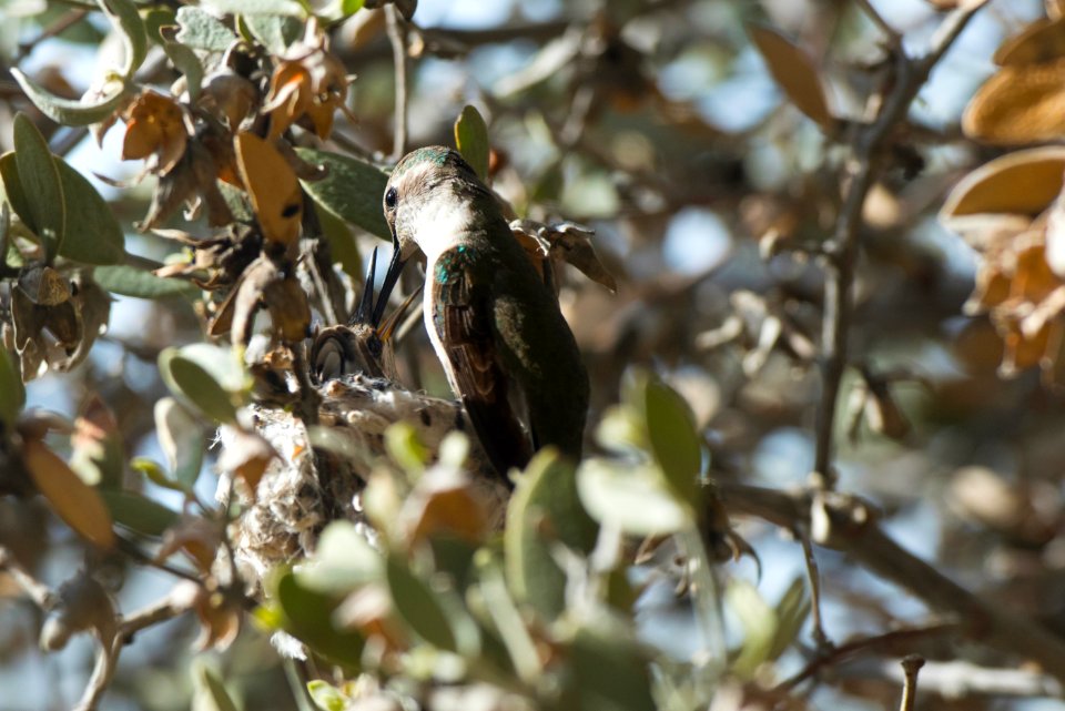 Hummingbirds Parent Feeding Chicks