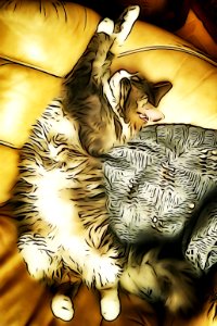 Relaxing Cat