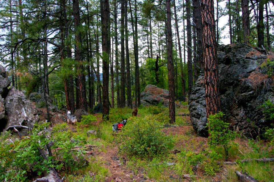 Kelsey Trail No. 3