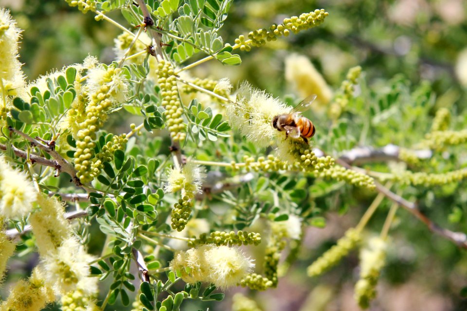 Honeybee on mesquite