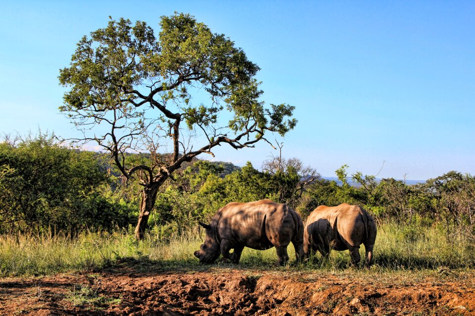 Rhinoceros safari nature park
