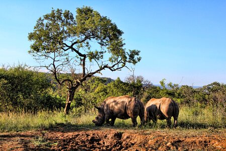 Rhinoceros safari nature park photo