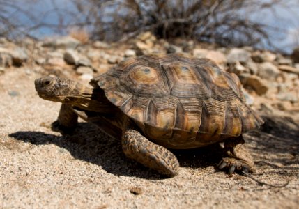 Desert tortoise walking in the Pinto Basin photo