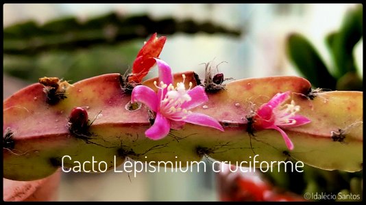 Cacto Lepismium cruciforme