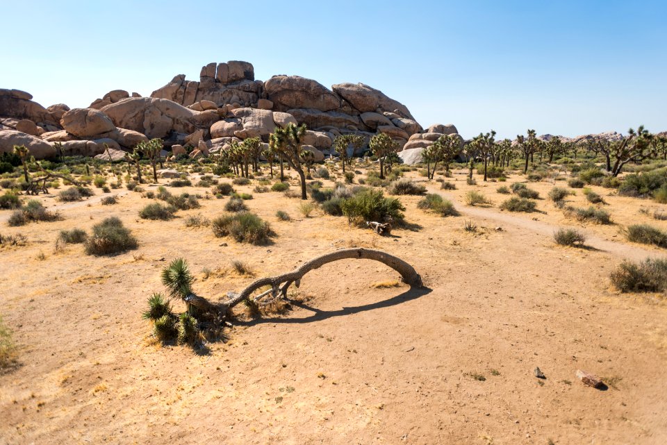 Leaning Joshua tree at Hall of Horrors