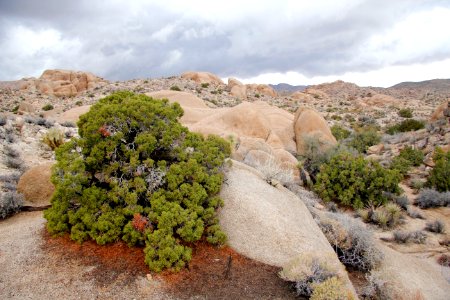 California juniper at Jumbo Rocks