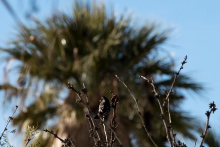 Phainopepla at the Oasis of Mara