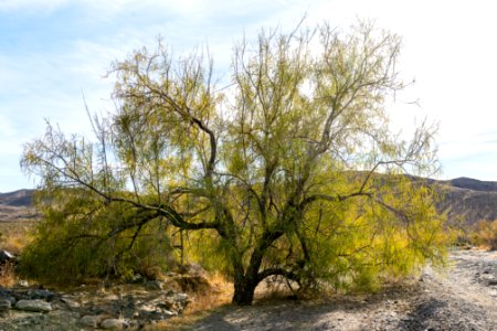 Desert willow (Chilopsis linearis) near Pinkham Canyon Road
