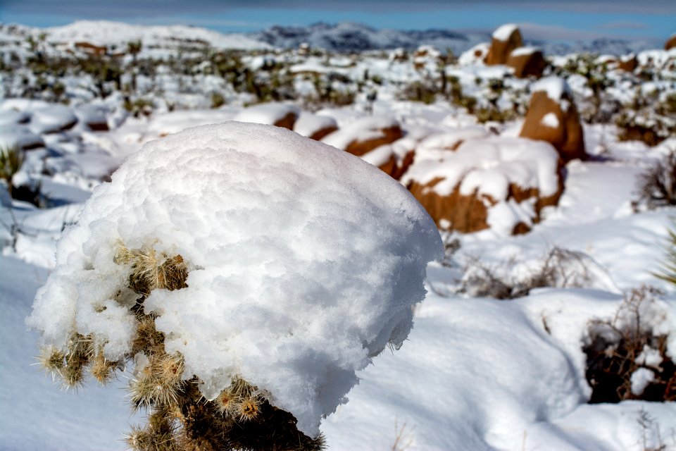 Cactus covered in snow