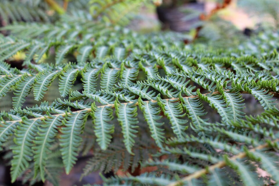 Plant nature summer