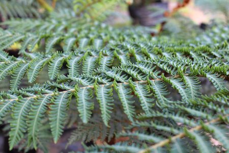 Plant nature summer