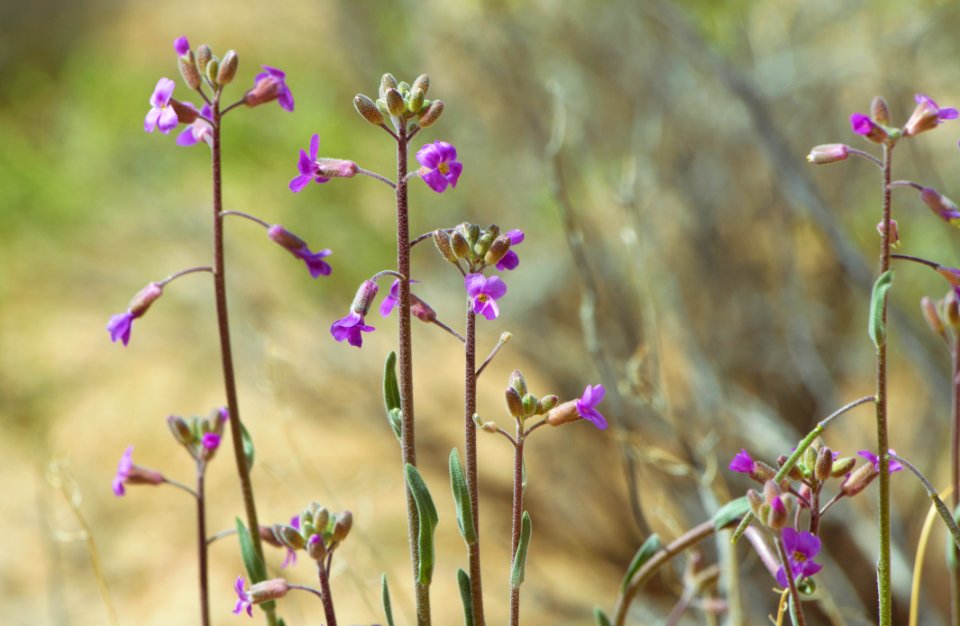 Beautiful rockcress (Boechera pulchra)