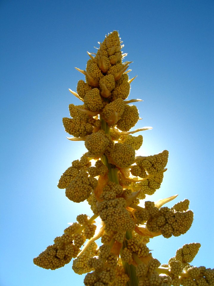 Nolina parryi, Hidden Valley