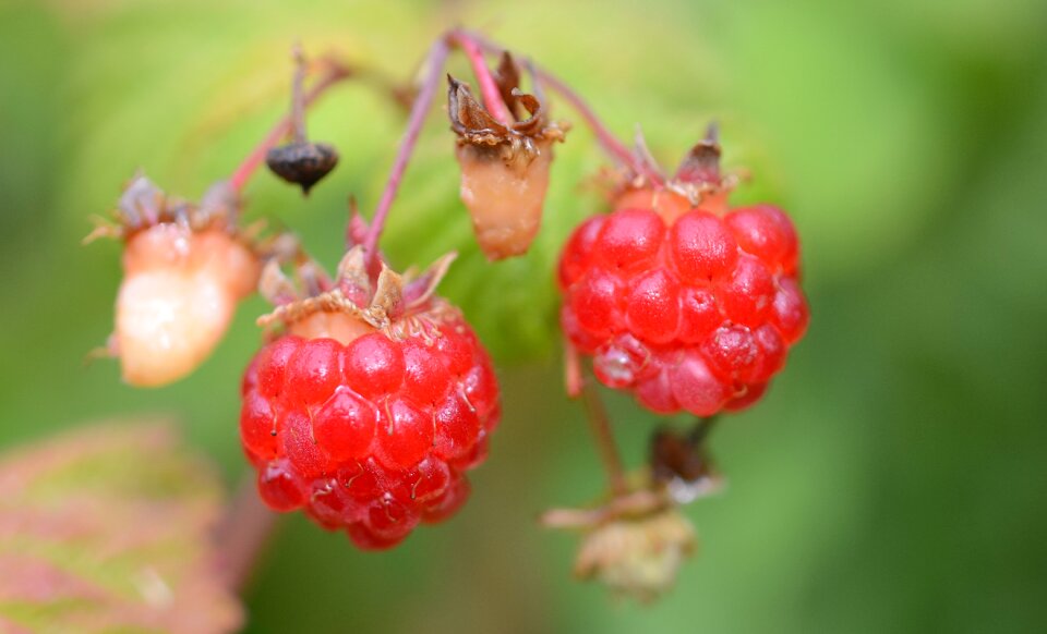 Fresh organic sweet