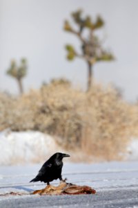 Raven and roadkill