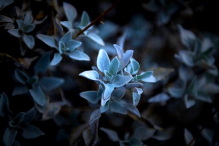 White sage (Salvia apiana)
