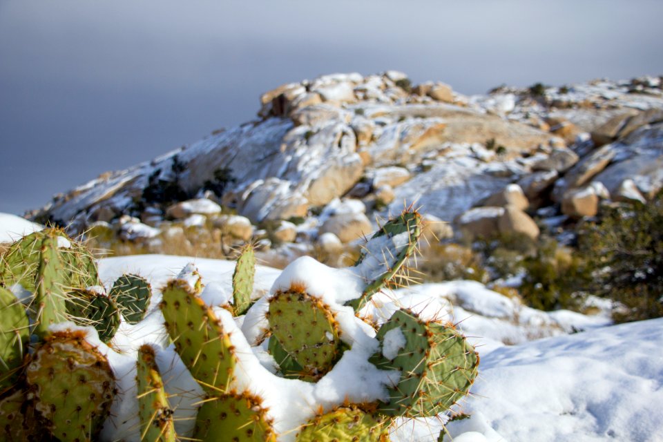 Snowfall on 12/31/14 - Cactus along the Barker Dam trail
