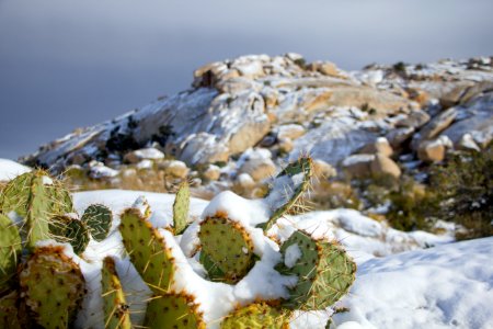 Snowfall on 12/31/14 - Cactus along the Barker Dam trail