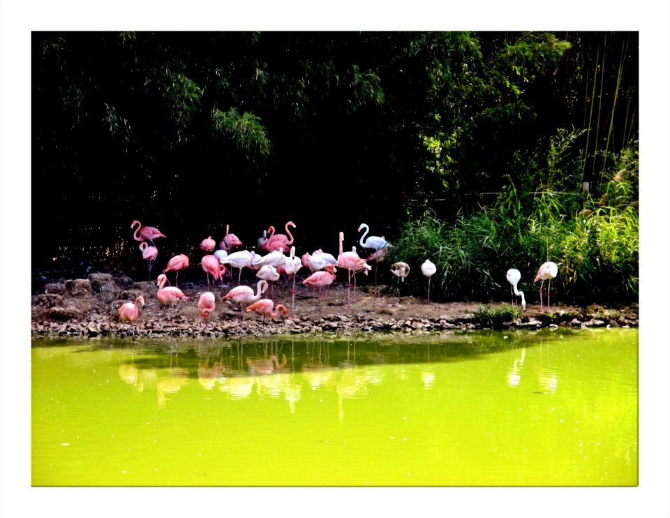 Flamants -roses au bord de l'étang (Dombes)