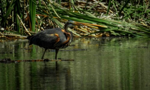 Garza Imperial Guadalquivir III31