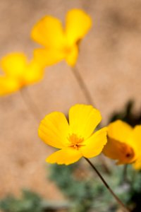 Joshua Tree Poppies; Eschscholzia androuxii photo