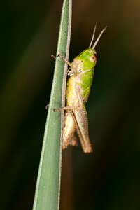 Grasshopper macro close up photo