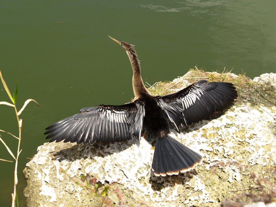 Water turkey secret crow anhinga leucogaster