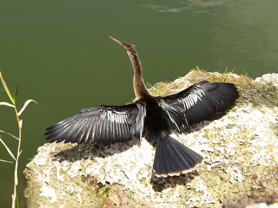 Water turkey secret crow anhinga leucogaster