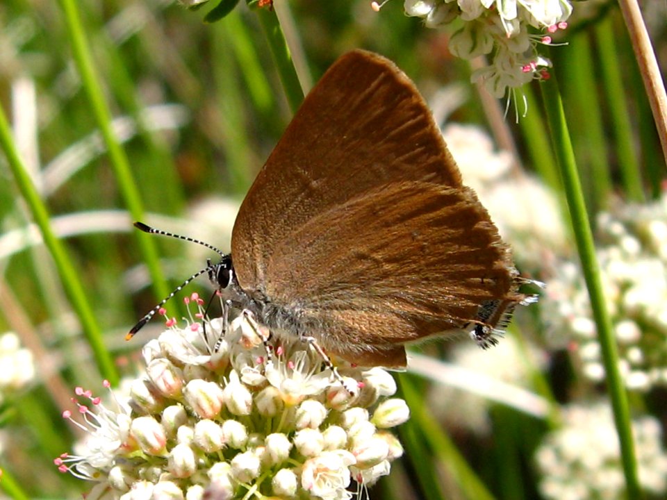 Gold-hunter's Hairstreak; Satyrium auretorum