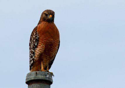 Red Tailed Hawk