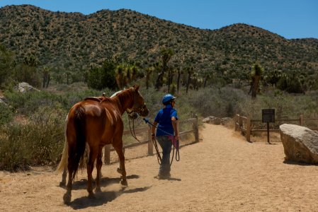Horses at Black Rock
