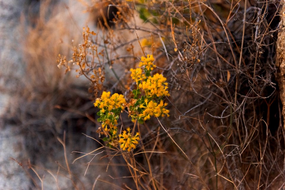 Cliff goldenbush (ericameria cuneata var. spathulata) near Willow Hole