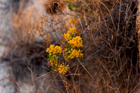 Cliff goldenbush (ericameria cuneata var. spathulata) near Willow Hole
