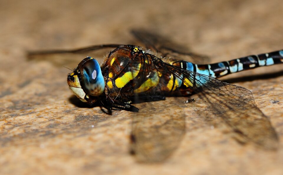 Nature animal blue dragonfly