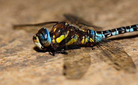 Nature animal blue dragonfly photo