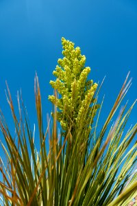 Flowering Parry's Nolina (Nolina parryi)