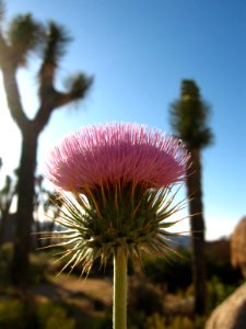 New Mexico thistle (Cirsium neomexicanum); Cap Rock